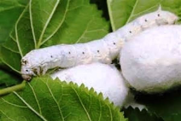 تعرفه پایین واردات تخم نوغان؛ چالشی برای توسعه پایدار صنعت ابریشم