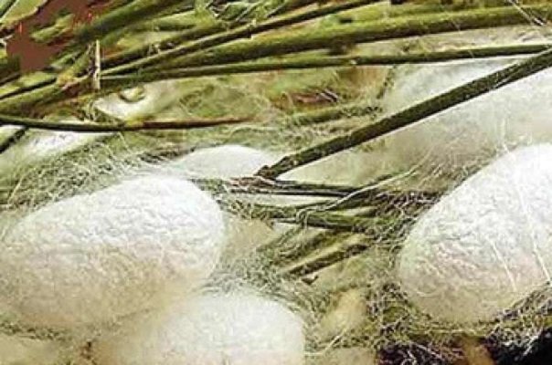 تعرفه پایین واردات تخم نوغان؛ چالشی برای توسعه پایدار صنعت ابریشم