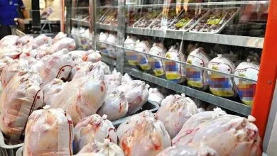 قیمت تمام شده هر کیلو مرغ چقدر است؟ | صادرات مرغ به زودی آغاز میشود قیمت تمام شده هر کیلو مرغ چقدر است؟ | صادرات مرغ به زودی آغاز میشود